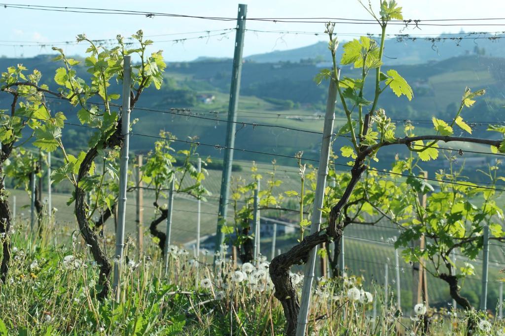 Agriturismo Il Bricco Treiso Esterno foto